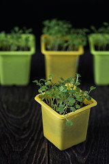 Image showing Rukkola growing in a pot