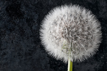 Image showing Closeup of inflorescence of dandelion