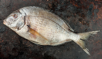 Image showing Fresh Dorado fish