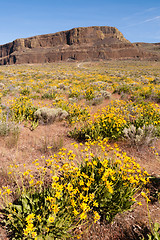 Image showing Wildflowers Steamboat Rock Eastern Washington