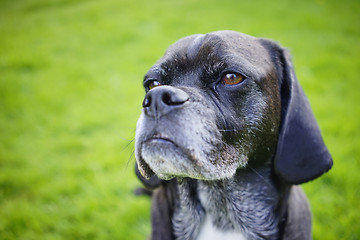 Image showing Portrait of an Aging Canine Old Dog