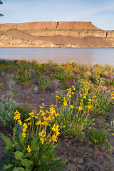 Image showing Banks Lake Steamboat Rock Eastern Washington Wildflowers Rocky R