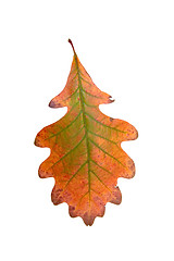 Image showing Lone Autumn Leaf