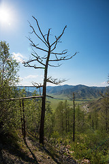 Image showing Old tree in mountains