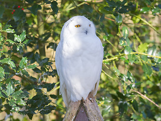 Image showing Snowowl sitting still