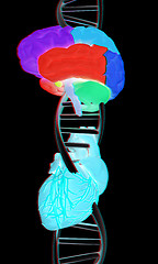 Image showing DNA, brain and heart. 3d illustration. Anaglyph. View with red/c