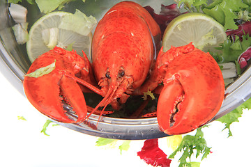 Image showing fresh red lobster