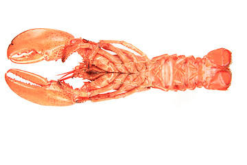 Image showing fresh red lobster