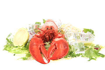 Image showing fresh red lobster