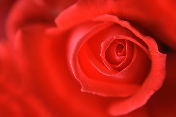 Image showing red rose background