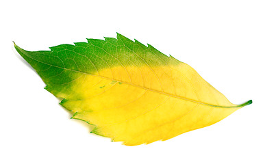 Image showing Multicolor leaf from virginia creeper