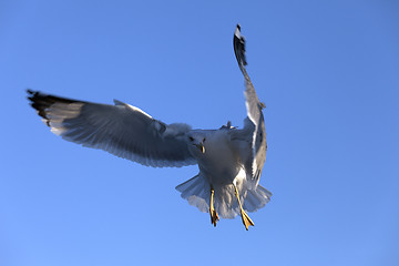 Image showing Funny flying seagull at blue clear sky