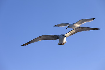 Image showing Seagulls flying at blue clear sky