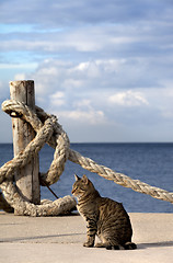 Image showing Port cat and rope on seafront in sun summer day