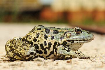 Image showing full length image of colorful marsh frog