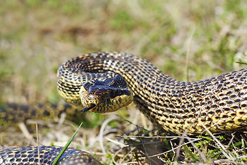 Image showing aggressive blotched snake 