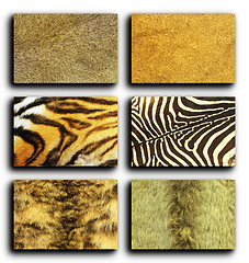 Image showing collection of wild animals fur