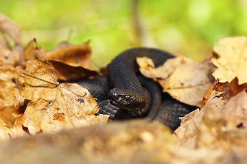 Image showing nikolskii black viper hiding amongst leaves