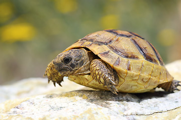 Image showing Testudo graeca walking on a rock