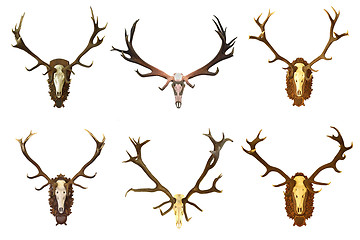 Image showing collection of huge red deer buck hunting trophies