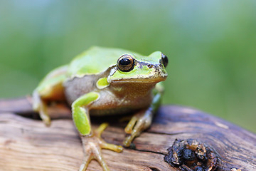 Image showing european tree frog on a stump