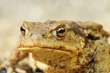 Image showing european common brown toad portrait