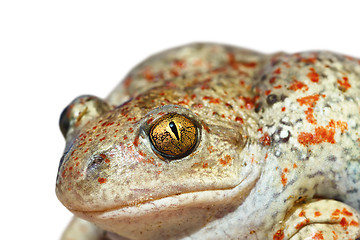 Image showing isolated portrait of garlic toad