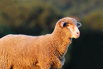 Image showing portrait of white fluffy lamb