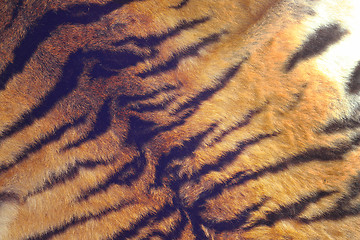 Image showing fur of a tiger