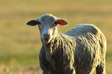 Image showing curious white sheep