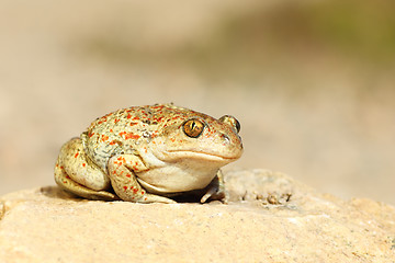 Image showing cute garlic toad standing on the ground