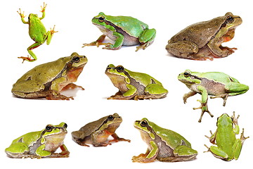 Image showing collection of isolated green tree frogs