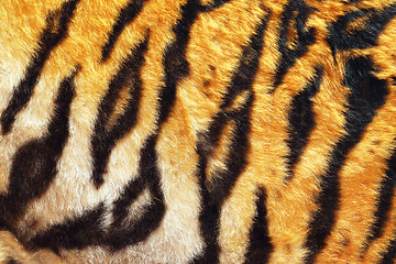 Image showing close up of tiger beautiful leather