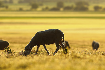 Image showing sheep grazing in morning light