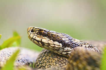 Image showing macro portrait of venomous viper