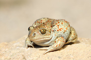 Image showing close up of common spadefoot toad