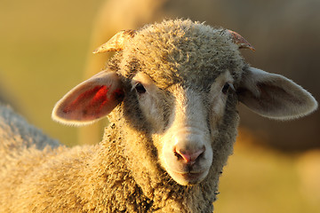 Image showing portrait of cute lamb