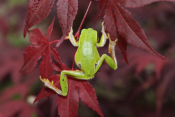 Image showing green tree frog climbing on leaves