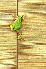 Image showing tree frog climbing on furniture