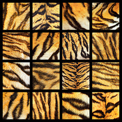 Image showing collection of tiger fur details