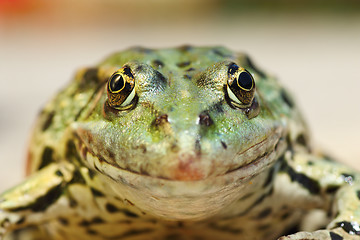 Image showing marsh frog portrait looking at the camera