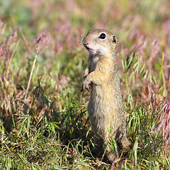 Image showing alarmed european ground squirrel