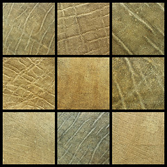 Image showing collection of african elephant leather