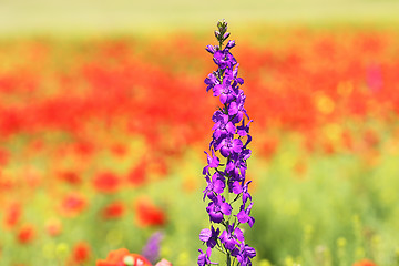 Image showing purple wild flower purple wild flower 