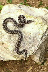 Image showing colorful male viper basking on rock 