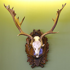 Image showing fallow deer hunting trophy on green wall