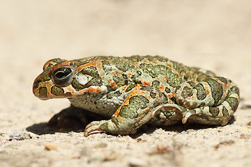 Image showing profile image of green toad