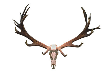 Image showing monster deer hunting trophy