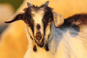 Image showing cute young mottled goat portrait