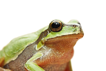 Image showing cute isolated portrait of green tree frog